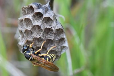 <i>Polistes nimpha</i>