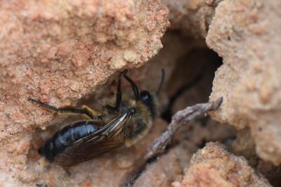 <i>Colletes cunicularius</i>