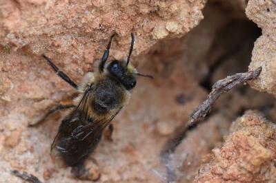 <i>Colletes cunicularius</i>