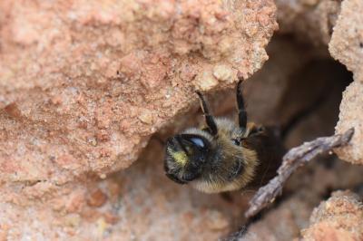 <i>Colletes cunicularius</i>