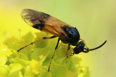 <i>Arge cyanocrocea</i>