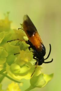 <i>Arge cyanocrocea</i>