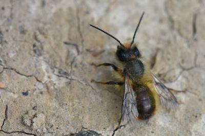 Osmia bicornis
