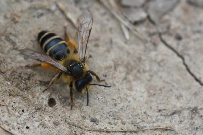Andrène à pattes jaunes