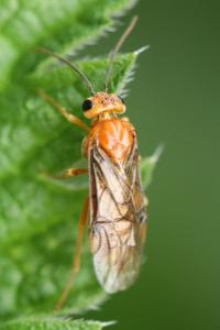 <i>Nematinus steini</i>
