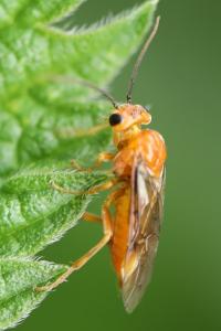 <i>Nematinus steini</i>