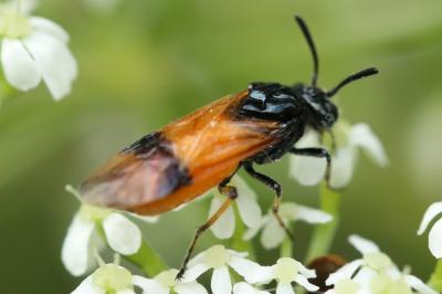 <i>Arge cyanocrocea</i>