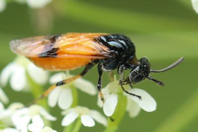 <i>Arge cyanocrocea</i>