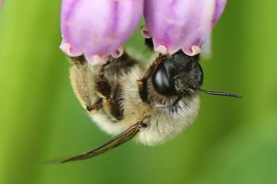 <i>Anthophora</i>