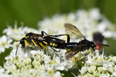 Mouche-à-scie à trois bandes jaunes