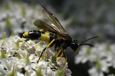 Tenthredo temula