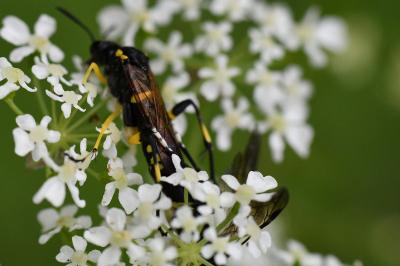 Mouche-à-scie à trois bandes jaunes