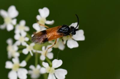 <i>Arge cyanocrocea</i>