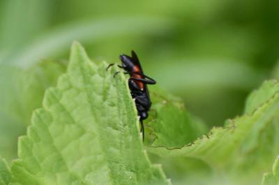 Mouche-à-scie noire