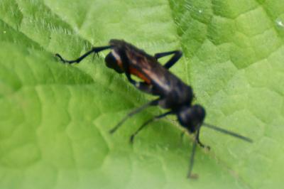Mouche-à-scie noire