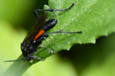 Mouche-à-scie noire