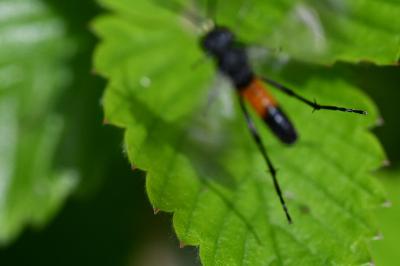 Mouche-à-scie noire