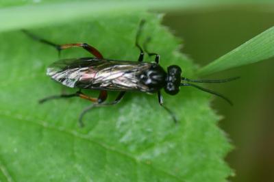 <i>Macrophya sanguinolenta</i>
