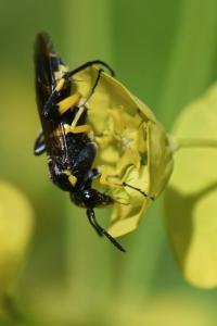 Mouche-à-scie à trois bandes jaunes