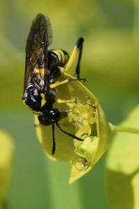 Mouche-à-scie à trois bandes jaunes