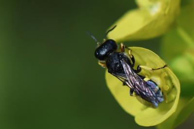 <i>Ectemnius continuus</i>