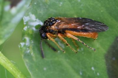 <i>Athalia bicolor</i>