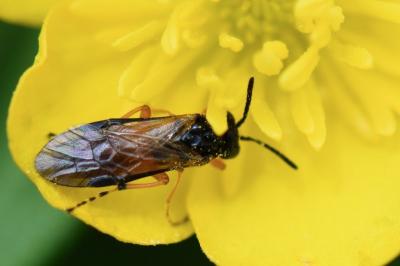 <i>Athalia bicolor</i>
