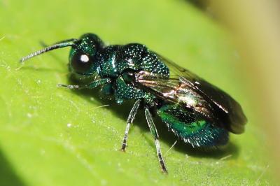 <i>Chrysis</i>