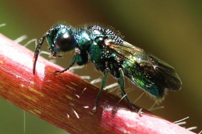 <i>Chrysis</i>