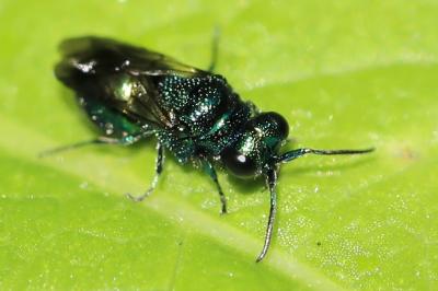 <i>Chrysis</i>