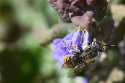 Osmia rufohirta