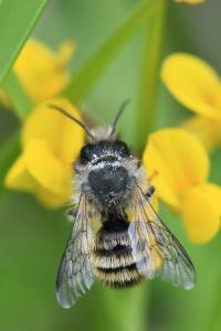 Osmia bicornis