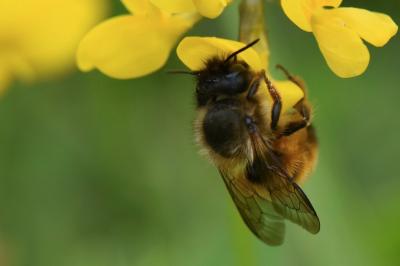 Osmia bicornis