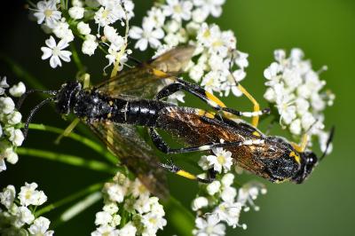 Mouche-à-scie à trois bandes jaunes