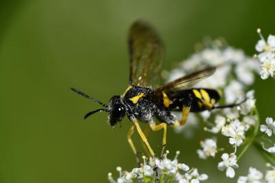 Mouche-à-scie à trois bandes jaunes