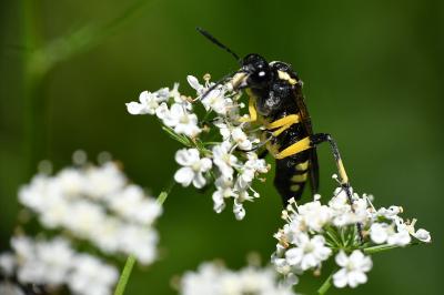 Mouche-à-scie à trois bandes jaunes