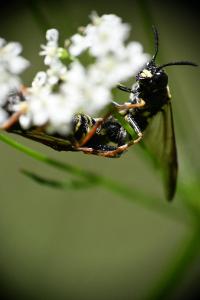 <i>Tenthredo vespa</i>