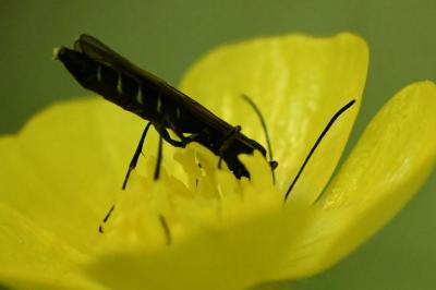 <i>Calameuta filiformis</i>