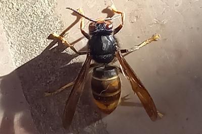 Frelon à pattes jaunes