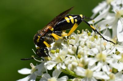 Mouche-à-scie à trois bandes jaunes