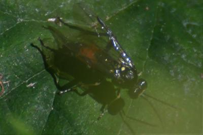 <i>Macrophya militaris</i>