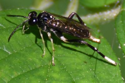 Mouche-à-scie à trois bandes jaunes
