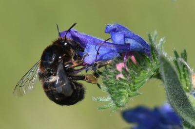 Anthophore obtuse