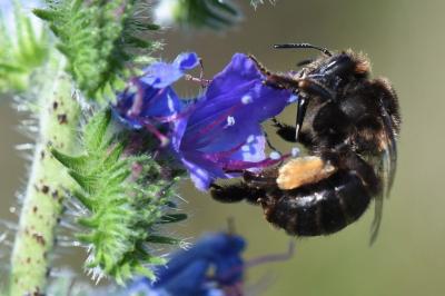 Anthophore obtuse