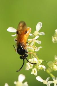 Tenthrède de l’Aubépine