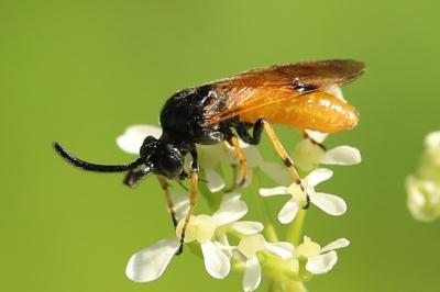 Tenthrède de l’Aubépine
