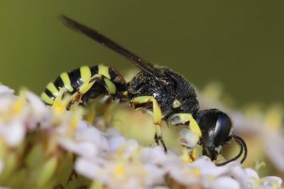 Lestica à bouclier