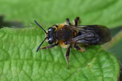 Andrena haemorrhoa