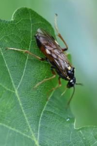 <i>Tenthredopsis stigma</i>