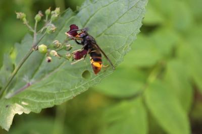 Vespa velutina